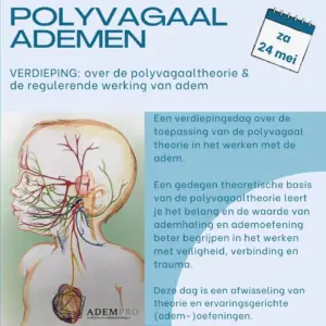 Training Polyvagaal theorie en Ademen